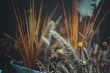 close up of ripe wheat, for background