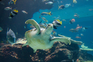 水族館のウミガメ