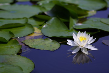 水鏡の睡蓮（water lily）