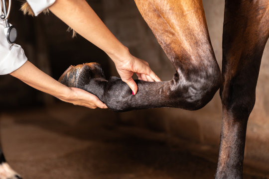 Veterinarian Examining Horse Leg Tendons