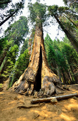 Fototapeta na wymiar Sequoia
