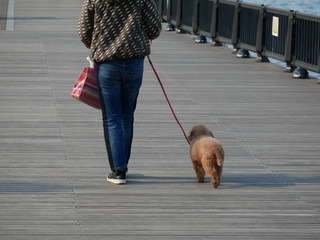 女性　プードル　犬の散歩　橋