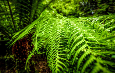 Deep green fern - amazing nature