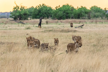 Naklejka na ściany i meble The Savuti Marsh Pride lions roam in the Chobe National Park Botswana.