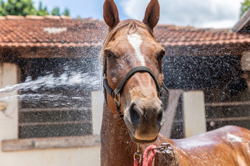Cropped shot of person washing brown purebred horse outdoors