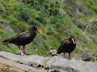 Oystercatchers Noosa National Park