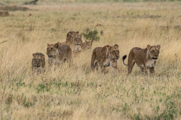 The Savuti Marsh Pride lions roam in the Chobe National Park Botswana.