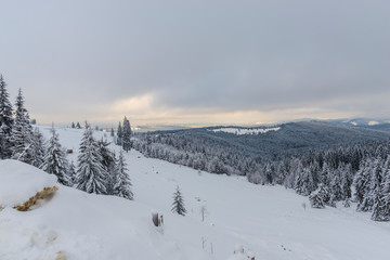 Winter landscape