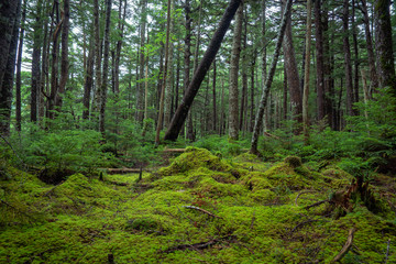 Yachiho moss forest