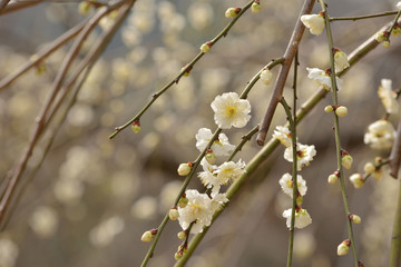 Fototapeta premium 梅の花