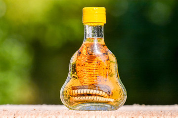 Dangerous Cobra snake
