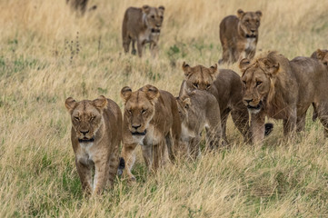 Fototapeta na wymiar The Savuti Marsh Pride lions roam in the Chobe National Park Botswana.