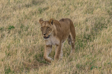The Savuti Marsh Pride lions roam in the Chobe National Park Botswana.