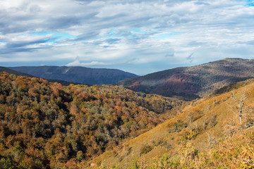 autumn forest with various colors