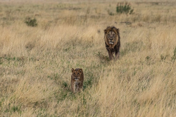 The Savuti Marsh Pride lions roam in the Chobe National Park Botswana.