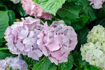 close-up of blue pink Hydrangea in the garden  in flower festival at  Chiangmai,Thailand.