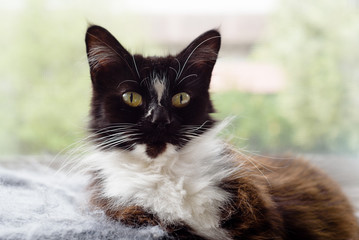 Black and white cat lying down, facing camera, front on view