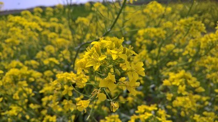 Yellow Flowers on a Sunny Day