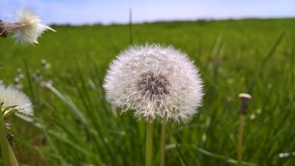 Dandelion in Grass
