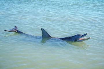 Fototapeta premium dolphins at monkey mia, sharkes bay, western australia 23