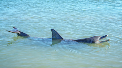 dolphins at monkey mia, sharkes bay, western australia 26