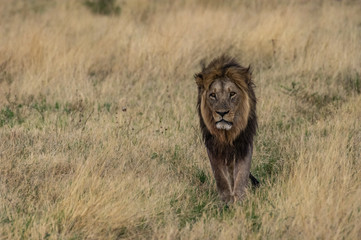 The Savuti Marsh Pride lions roam in the Chobe National Park Botswana.