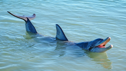 dolphins at monkey mia, sharkes bay, western australia 35