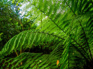 Green fern leaves in a close up shot