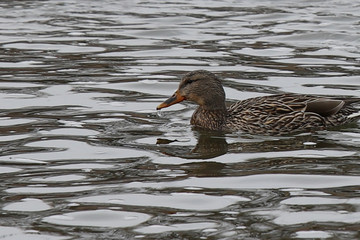 duck in the water