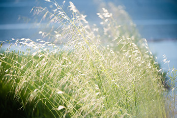 Tall grass seeds foxtails blowing in the wind