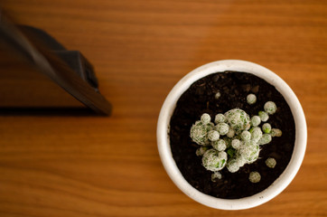 home decoration tv and cactus