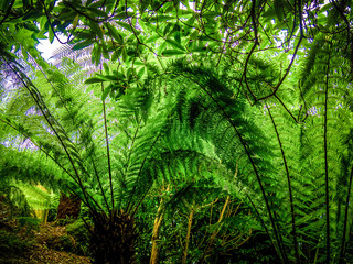 Green fern leaves in a close up shot