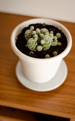 home decoration with cactus