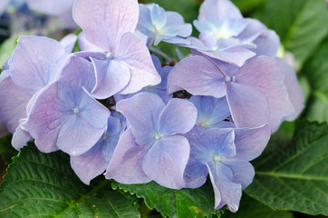 close-up of blue pink Hydrangea in the garden  in flower festival at  Chiangmai,Thailand.