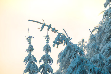 Covered snow trees in Carpathian Mountains