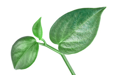 Obraz premium three leaves