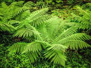 Fototapeta na wymiar Green fern leaves in a close up shot