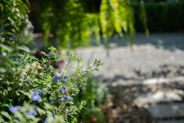 flowers on a background