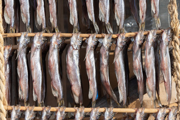 ししゃもの干物 / 北海道 鵡川町