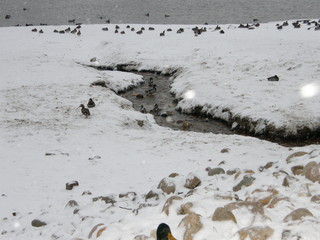 The stream running to the lake between the frozen stone coast and ducks bathing in it