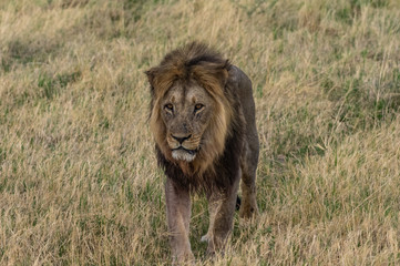 The Savuti Marsh Pride lions roam in the Chobe National Park Botswana.