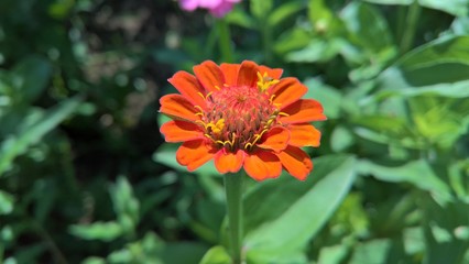 Orange Zinnia in the Garden