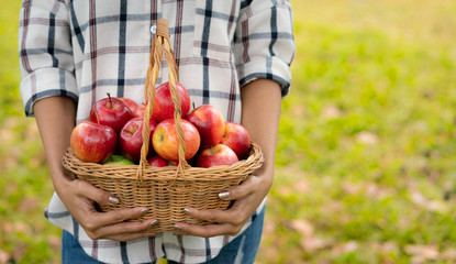 Young woman holding an apples in basket after picking from apple farm