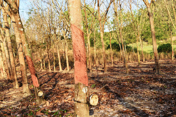 Tree trunk that has been coated with brown chemicals to prevent germs, Rubber Plantation in Thailand, Leaves turn to brown and fall to the ground