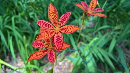 Blackberry Lilies