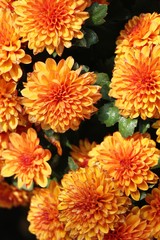 Chrysanthemums flower is beautiful in the garden