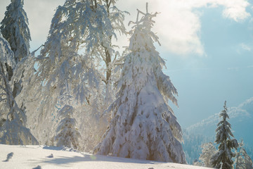 Winter with covered snow trees in the mountains
