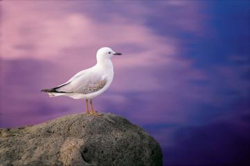 Seagull on rock looking into the distance