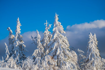Winter with covered snow trees in the mountains