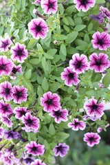 Beautiful bloom colorful flowers in the garden